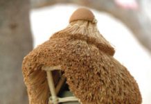 Artesanías de Morelos: Los cuexcomates