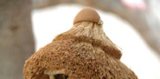 Artesanías de Morelos: Los cuexcomates