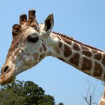 Vamos al Zoofari Zoológico
