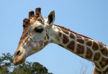 Vamos al Zoofari Zoológico