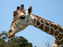 Vamos al Zoofari Zoológico