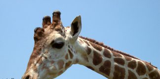 Vamos al Zoofari Zoológico