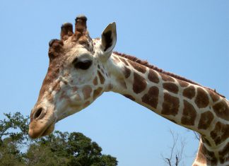 Vamos al Zoofari Zoológico