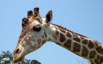 Vamos al Zoofari Zoológico
