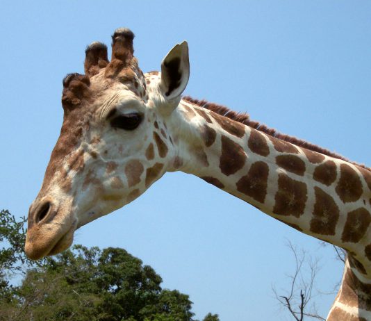 Vamos al Zoofari Zoológico