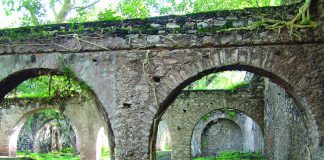 Gringo Viejo · Cine · Libros