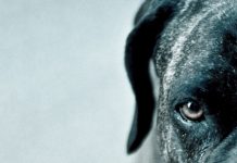 Para leer junto a la alberca: Los perros duros no bailan, de Arturo Pérez Reverte