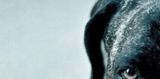 Para leer junto a la alberca: Los perros duros no bailan, de Arturo Pérez Reverte