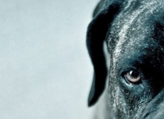 Para leer junto a la alberca: Los perros duros no bailan, de Arturo Pérez Reverte