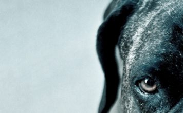 Para leer junto a la alberca: Los perros duros no bailan, de Arturo Pérez Reverte