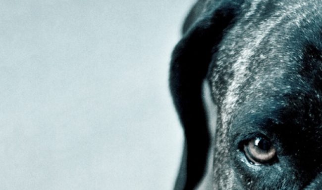 Para leer junto a la alberca: Los perros duros no bailan, de Arturo Pérez Reverte