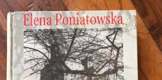 A la sombra del árbol