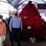 Inicia en Morelos la temporada de Nochebuena 2020 Temporada de nochebuenas 2020