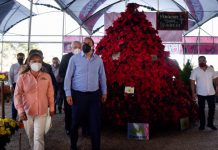 Inicia en Morelos la temporada de Nochebuena 2020 Temporada de nochebuenas 2020