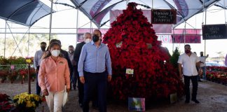 Inicia en Morelos la temporada de Nochebuena 2020 Temporada de nochebuenas 2020