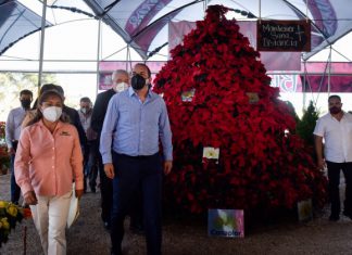 Inicia en Morelos la temporada de Nochebuena 2020 Temporada de nochebuenas 2020