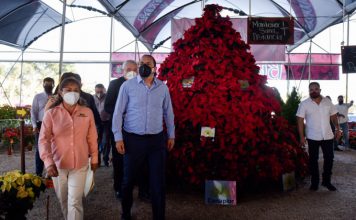 Inicia en Morelos la temporada de Nochebuena 2020 Temporada de nochebuenas 2020