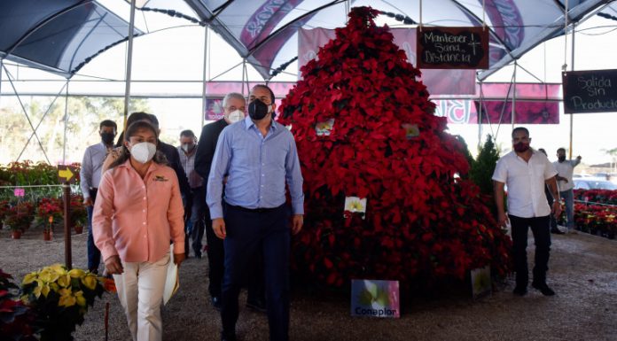 Inicia en Morelos la temporada de Nochebuena 2020 Temporada de nochebuenas 2020