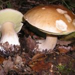 Alistan feria de hongos silvestres Tlahuica, en Lagunas de Zempoala Feria de Hongos en Zempoala Morelos