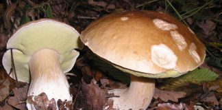 Alistan feria de hongos silvestres Tlahuica, en Lagunas de Zempoala Feria de Hongos en Zempoala Morelos