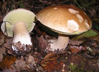 Alistan feria de hongos silvestres Tlahuica, en Lagunas de Zempoala Feria de Hongos en Zempoala Morelos