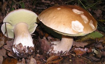 Alistan feria de hongos silvestres Tlahuica, en Lagunas de Zempoala Feria de Hongos en Zempoala Morelos