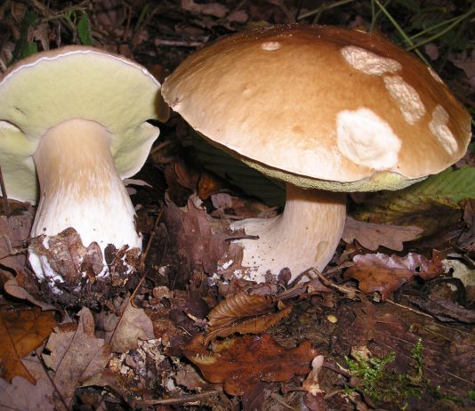 Alistan feria de hongos silvestres Tlahuica, en Lagunas de Zempoala Feria de Hongos en Zempoala Morelos
