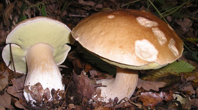 Alistan feria de hongos silvestres Tlahuica, en Lagunas de Zempoala Feria de Hongos en Zempoala Morelos