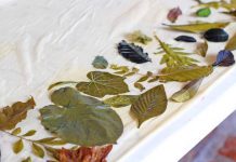 Taller De Impresión Vegetal En El Centro Cultural Jardín Borda Impresion Vegetal en el Jardin Borda