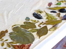 Taller De Impresión Vegetal En El Centro Cultural Jardín Borda Impresion Vegetal en el Jardin Borda