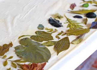 Taller De Impresión Vegetal En El Centro Cultural Jardín Borda Impresion Vegetal en el Jardin Borda