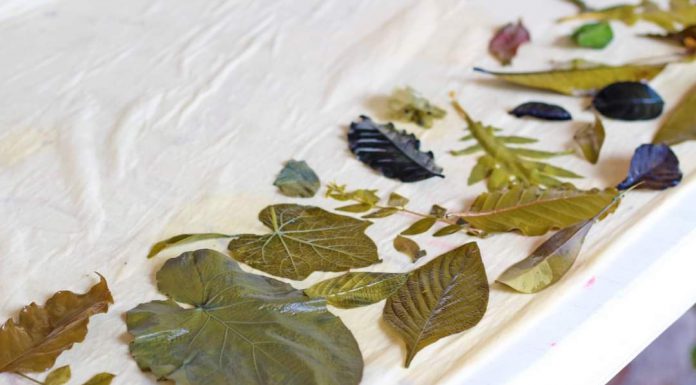 Taller De Impresión Vegetal En El Centro Cultural Jardín Borda Impresion Vegetal en el Jardin Borda